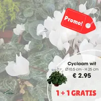 Cyclaam p10.5 wit