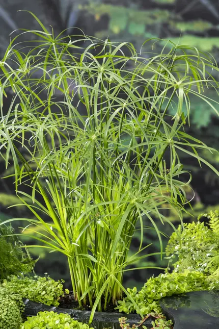 Cyperus alternifolius (Papyrusplant)