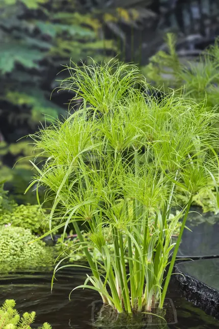 Cyperus percamenthus p18 - afbeelding 2
