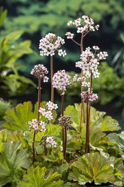 Darmera peltata (Schildblad) - afbeelding 2