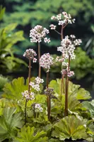 Darmera peltata (Schildblad) - afbeelding 2