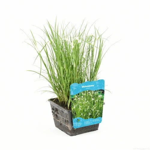 Dichromena colorata - afbeelding 1
