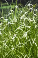 Dichromena colorata - afbeelding 2