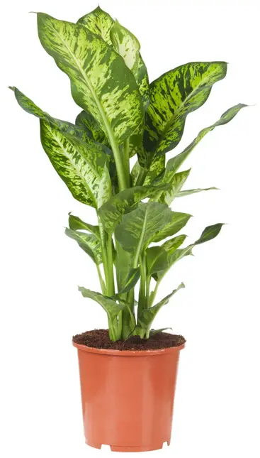 Dieffenbachia 'Tropic snow'  D19 H85