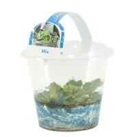 Drijfplanten mix in jumbo beker