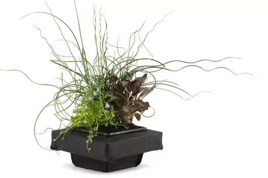 Drijfring mix mand 3 planten p18