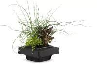 Drijfring mix mand 3 planten p18