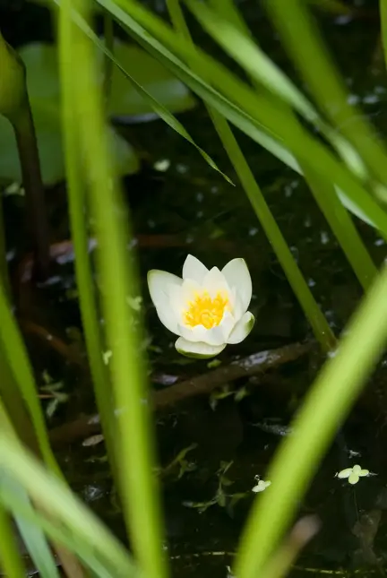 Dwergwaterlelie 'Pygmea Alba'