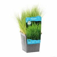 Eleocharis acicularis - afbeelding 1