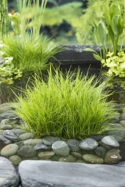 Eleocharis acicularis - afbeelding 2