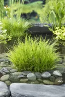 Eleocharis acicularis - afbeelding 2