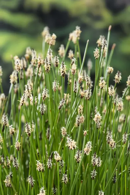 Eleocharis palustris - afbeelding 2