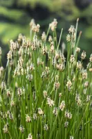Eleocharis palustris - afbeelding 2