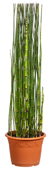 Equisetum japonica