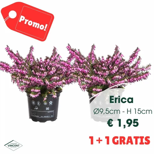Erica