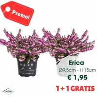 Erica