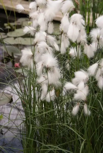 Eriophorum angustifolium (Veenpluis)