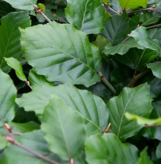 Fagus sylvatica - beuk 100/125 - afbeelding 1