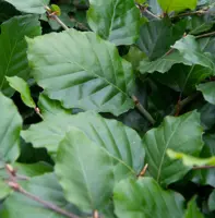 Fagus sylvatica - beuk 100/125 - afbeelding 2