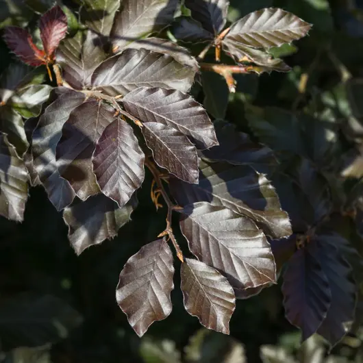 Fagus sylvatica  'purpurea' - rode beuk 125/150