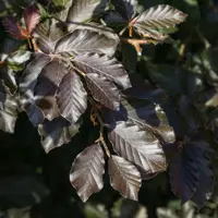 Fagus sylvatica 'purpurea' - rode beuk 125/150