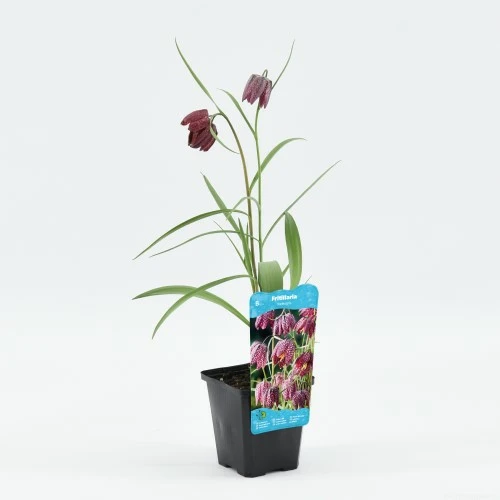 Fritillaria meleagris - afbeelding 1