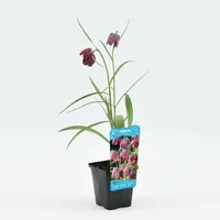 Fritillaria meleagris - afbeelding 1