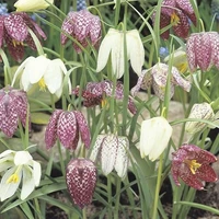 Fritillaria meleagris - afbeelding 2