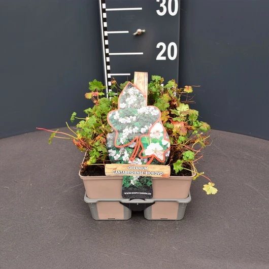Geranium cant. 'Biokovo' - meerjarige halfwintergroene ooievaarsbek fourpack