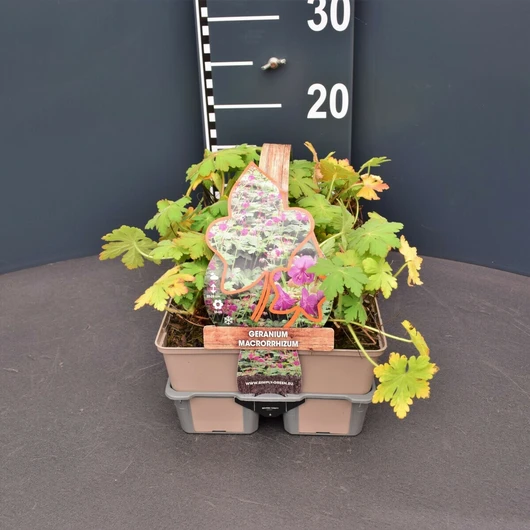 Geranium macrorrhizum - meerjarige halfwintergroene ooievaarsbek fourpack