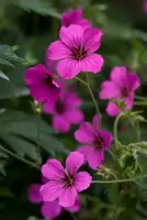 Geranium palustris (Moerasoeievaarsbek)