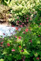 Geum rivale (Knikkend nagelkruid) - afbeelding 1