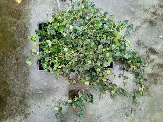 Hedera hibernica potØ9 cm - afbeelding 2