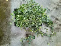 Hedera hibernica potØ9 cm - afbeelding 2