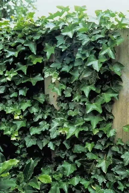 Hedera hibernica potØ9 cm - afbeelding 1
