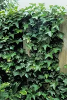 Hedera hibernica potØ9 cm - afbeelding 1