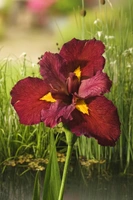 Iris ann chowing (Rode waterlis)