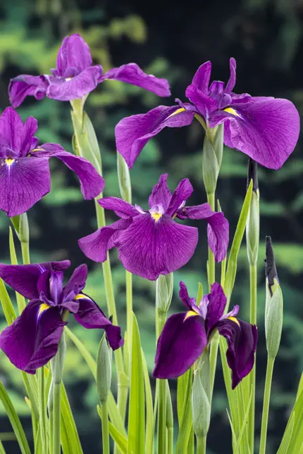 Iris kaempferi