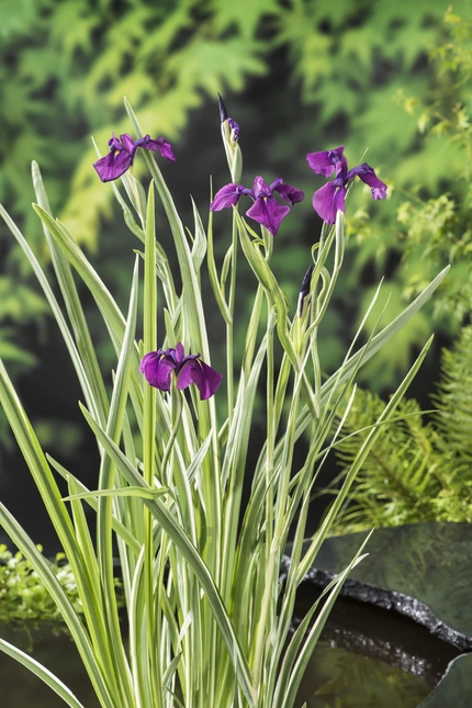 Iris kaempferi 'Variegata'