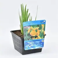 Iris pseudacorus - afbeelding 1
