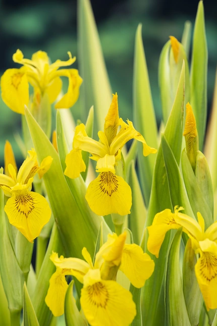 Iris pseudacorus variegata