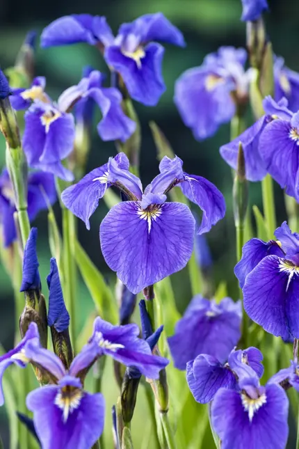 Iris setosa - afbeelding 2