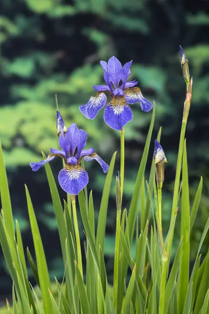 Iris siberica (Siberische blauwe iris)