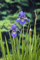 Iris siberica (Siberische blauwe iris)