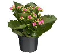 Kalanchoë D10,5 H25 - afbeelding 3