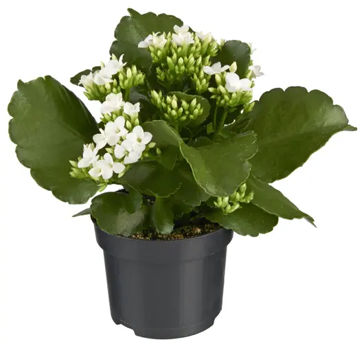 Kalanchoë D10,5 H25 - afbeelding 4