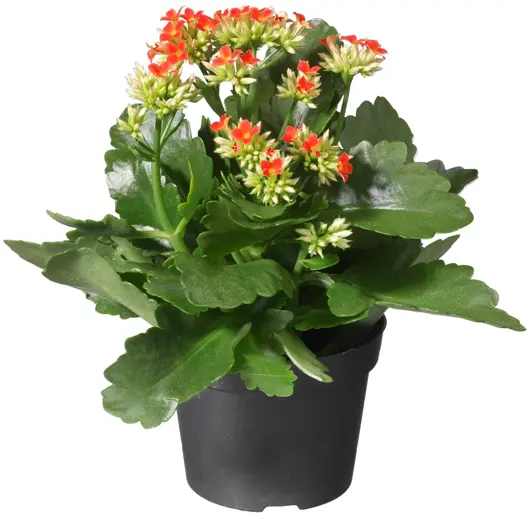 Kalanchoë D10,5 H25 - afbeelding 2