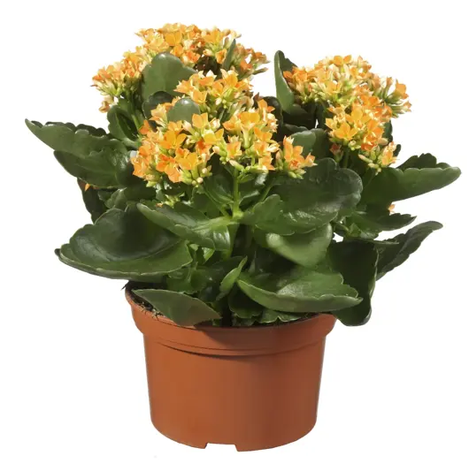 Kalanchoë D13 H32 - afbeelding 1