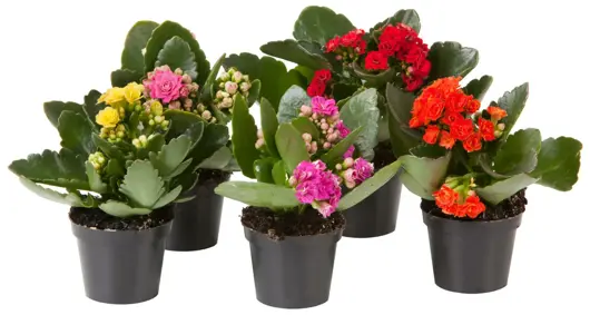 Kalanchoë  D7 H15