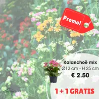 Kalanchoë p12